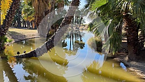 Agua Caliente Regional Park in Tucson Arizona, reflection of palm trees in the water.