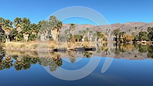 Agua Caliente Regional Park in Tucson Arizona, reflection of palm trees in the water.