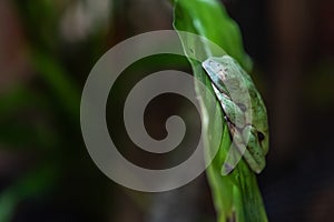 Agua Rica Leaf Frog