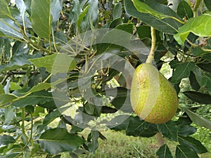 Aguacate in Ecuador photo