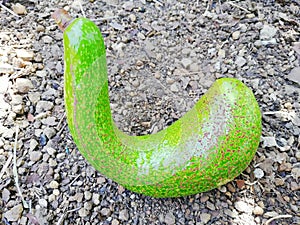 Aguacate verde con forma de letra