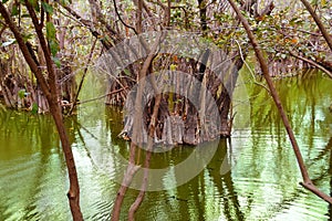Aguada cenote in mexico Mayan Riviera jungle