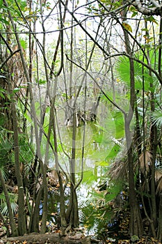Aguada cenote in mexico Mayan Riviera jungle photo