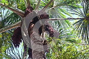 Aguaje, a superfruit growing in the Amazon rainforest near Iquitos, Peru