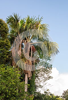 Aguaje Palm tree laden with Aguaje fruit