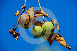 grupo de manzanas aguantando la sequia photo