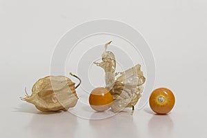 Aguaymanto - Physalis peruviana - Golden Berry still life