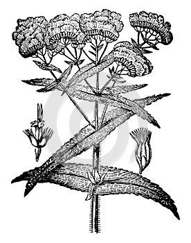 Agueweed, boneset, flowers, common, feverwort, plant, sweating vintage illustration