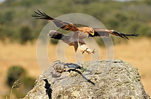 Aguila imperial aterrizando