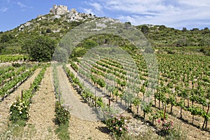 Aguilar castle and vineyard
