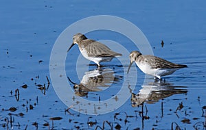 AGUJA COLIPINTA DELTA DEL EBRO