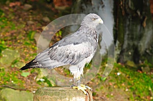 Aguja sitting on the support