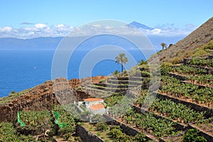 AGULO, LA GOMERA, SPAIN: Cultivated terraced fields near Agulo village with the Atlantic Ocean and Teide volcano in Tenerife Isla