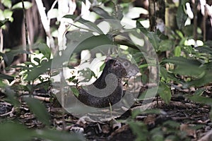 Aguti in the forest