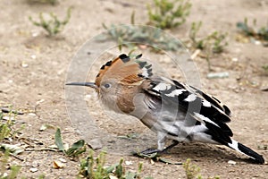 Ah, oh! Stretch out...Hoopoe bird\'s interesting.