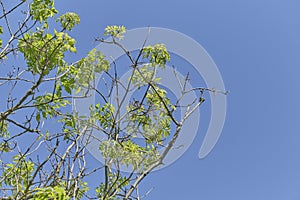 Ah tree branches infected with Ash Dieback