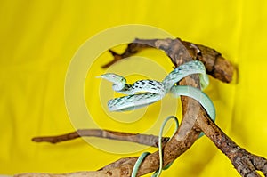 Ahaetulla prasina. Jade Vine Snake. Exotic animals in the human environment.