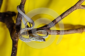 Ahaetulla prasina. Jade Vine Snake. Exotic animals in the human environment.