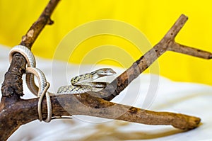 Ahaetulla prasina. Jade Vine Snake. Exotic animals in the human environment.