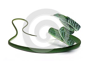 Ahaitulla prasina snake closeup on white background, a