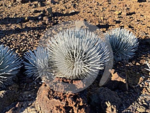 Ahinahina, Haleakala silversword, Argyroxiphium sandwicense subsp. macrocephalum, critically endangered Hawaiian Endemic photo