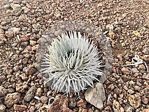 Ahinahina, Haleakala silversword, Argyroxiphium sandwicense subsp. macrocephalum, critically endangered Hawaiian Endemic photo