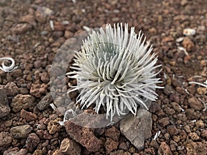 Ahinahina, Haleakala silversword, Argyroxiphium sandwicense subsp. macrocephalum, critically endangered Hawaiian Endemic photo