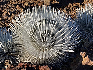 Ahinahina, Haleakala silversword, Argyroxiphium sandwicense subsp. macrocephalum, critically endangered Hawaiian Endemic photo