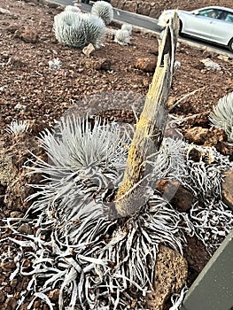 Ahinahina, Haleakala silversword, Argyroxiphium sandwicense subsp. macrocephalum, critically endangered Hawaiian Endemic photo