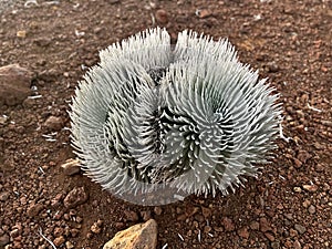 Ahinahina, Haleakala silversword, Argyroxiphium sandwicense subsp. macrocephalum, critically endangered Hawaiian Endemic photo