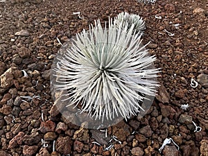 Ahinahina, Haleakala silversword, Argyroxiphium sandwicense subsp. macrocephalum, critically endangered Hawaiian Endemic photo