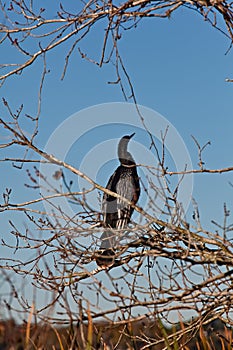 Ahinga Bird on Branch