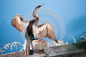 Ahinga Drying out on wood rail