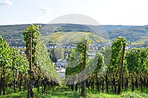 Zlý nemecko 10 19 2020 jeseň vinice vyššie 
