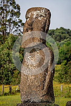 Ahu Akivi  in Rapa Nui or Easter Island in the ValparaÃÂ­so Region of Chile photo