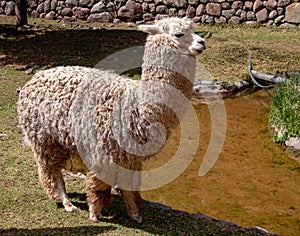 AHuacaya Alpaca in the Andes Mountains of Southern Peru