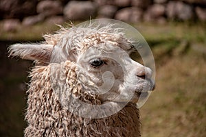 AHuacaya Alpaca in the Andes Mountains of Southern Peru