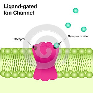 Transmembrane ligand-gated ion channel photo