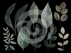 Ai Generated Art Watercolor Painting of Different Leaves of Diverse Shapes and Forms Against the Black Background in Bright