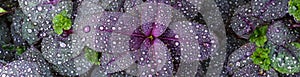 Waterdrops on purple plant banner