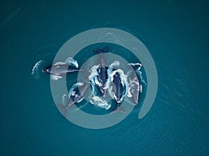 AI generated bird's eye view of a herd of dolphins in sea