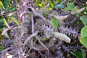 Ai Generated Birds Images Colorful