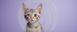 AI-generated portrait of alert Bengal kitten with expressive big eyes and tabby fur on purple background for modern pet-themed vis photo