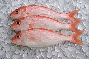 AI-generated common bream