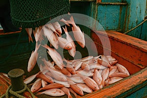 AI-generated common bream