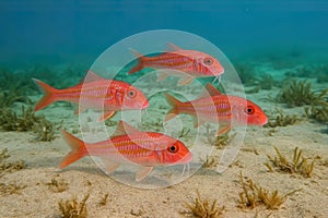 AI-generated common bream