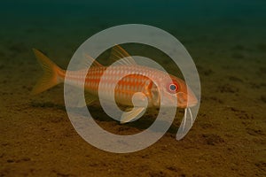 AI-generated common bream