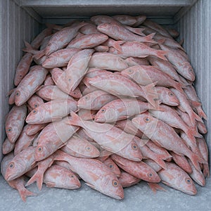 AI-generated common bream