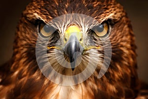 Powerful Hawk Close Up Portrait With Intense Focused Gaze