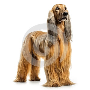 AI generated illustration of an Afghan Hound dog on a white background